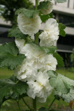 Alcea rosea cultivar RCP7-2012 20 - 'Chater's double white'.JPG
